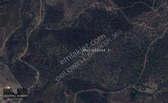 Uygun Fiyatlı İmar Sınırında Zeytinlik