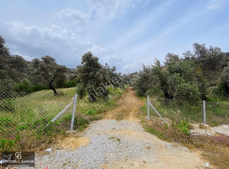 Aydın Sultanhisar Yola Cepheli Satılık Tarla