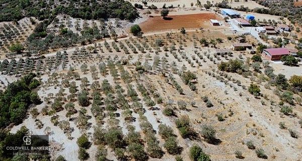 Manisa/akhisar/seğirdim Köyünde 7.147 Metrekare Zeytinlik
