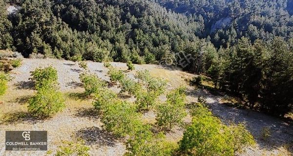 Manisa/gördes/malaz 10.648 Metrekare Ceviz Bahçesi