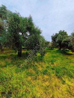 Aydın Germencik Havutçulu Mevkii Satılık Fırsat Zeytinlik!