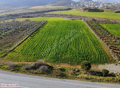 Üç Elmastan Ana Yola Cepheli 6.500 M² Bulunmaz Hint Kumaşı Tarla