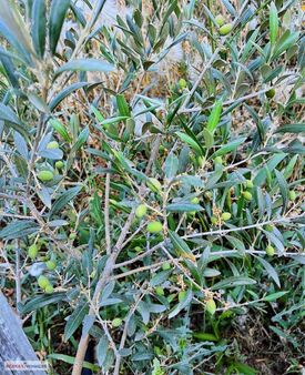 Korkuteli Garipçe'de Satılık 7.793m2 Aronya Bahçesi