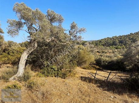 Mugla Kazıklıda Manzaralı 5679m² Muhteşem Yatırım Fırsatı