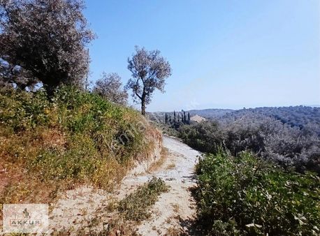 Akkuş Emlak'tan Köy Merkezinde Zeytinlik