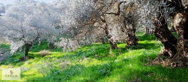 Akkuş Emlak'tan Aciliyetli Uyğun Fiyat Zeytinlik