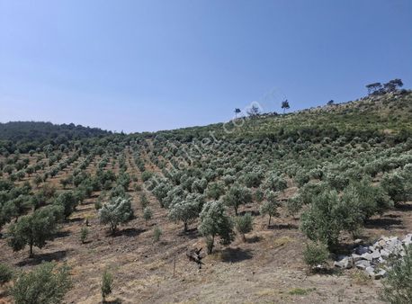 Bergama Eğrigöl Mahallesinde Satılık Zeytinlik