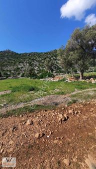 Winner- Serçe Limanı Yolunda+ Asfalt Yola Sıfır+ Değerli Tarla!