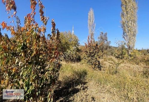Kemalpaşa Nazarköy De Satılık Kiraz Bahçesi Ve Ruhsatlı Ev