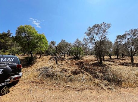 Köylüce'de Yatırımlık Büyük Parsel Satılık Zeytinlik