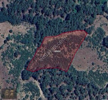 Termal Otellere Yakın,sındırgı Çamalanı'nda Fırsat Satılık Tarla