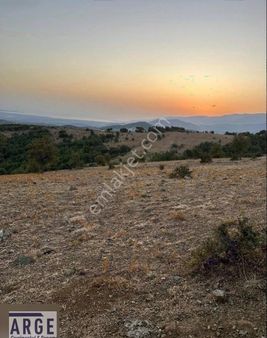 Kaz Dağları'nda Kelepir Tar