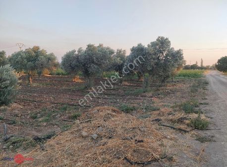Bölcek Mah.satılık Zeytinlik