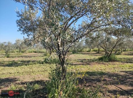 Bölcek Mah. Yatırımlık Zeytinlik