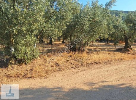 Bursa Orhangazi Heceler'de 380 M2 Resmi Yola Cephe Hobi Bahçesi