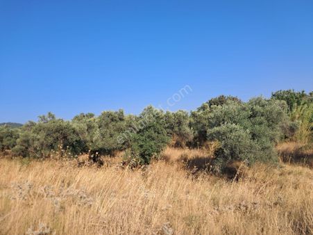 İzmir Torbalı Gold Emlaktan Satılık Zeytinli Tarla