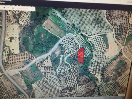 Şarköyün Mahallesinde Satılık Zeytinlik