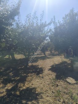 Turgutlu Satılık İstasyonaltı Mah 3.515m2 Müstakil Tapulu Meyve Bahçesi