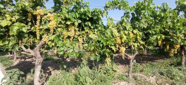 Üçpinar Balkan Ovasinda Satilik Bağ