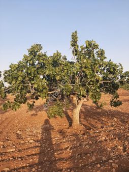 Yaşarsoy Gyo`dan Bozova Taşanda Satılık Müstakil Fıstıklık