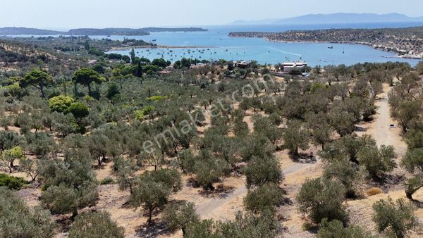 Turpa Arxes'ten Bademlide 10.612m2 Zeytinli Tarla Satılıktır.