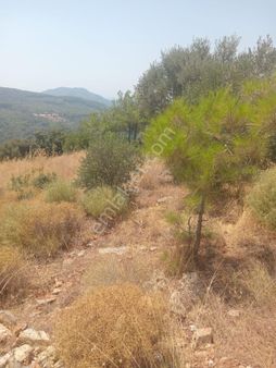 Dalamanda Satılık Deniz Manzaralı Zeytin