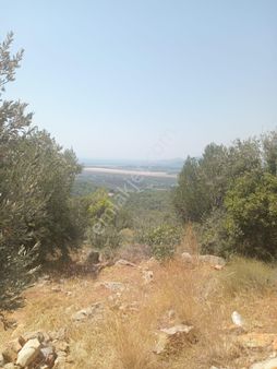 Dalaman Da Satılık Deniz Manzaralı Satılık Zeytinlik