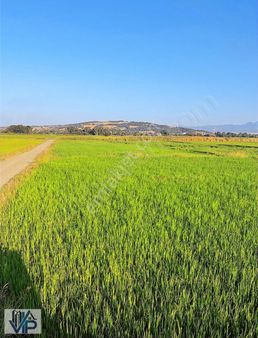 Bafra Vıp Gayrimenkulden Dedeli Mah'de Satılık 2581m2 Tarla