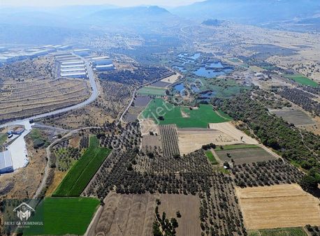 Karaköy'de Aliağa Osb Yanı Satılık 5200m2 Zeytinlik