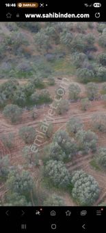 Yılmazer Emlaktan Satılık Zeytinli Tarla