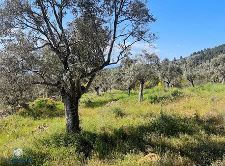 Torbalı Dirmil Mah 2080m2 Ata Mirasından Bölünme Zeytinlik