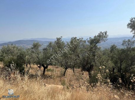 Torbalı Dirmil Mah 1488m2 Satılık Zeytinlik