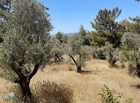 Torbalı Dirmil Mah 4902m2 Müstakil Parsel Satılık Zeytinlik