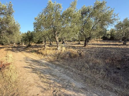 Kurallar Gayrimenkulden Kadastro Yoluna Cephe Zeytinlik