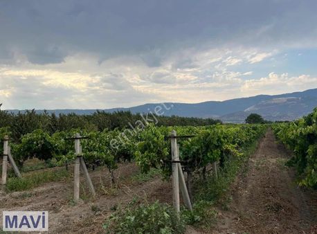 Remax Mavi Cansu Soy'dan Pamukova Çardak'da Yüksek Verimli Bağ