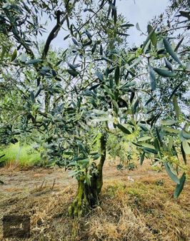 Mudanya Trılye'de Yola Sıfır Satılık Zeytinlik Sakın Kaçırmayın