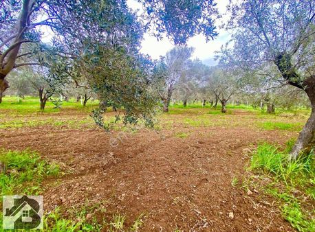 Akçay Best Emlaktan Büyük Derede Etrafı Çevrili Zeytinlik