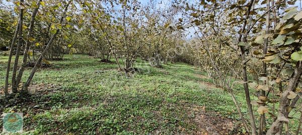 Altınköşe Emlak Tan Satılık 5.495 M2 Köy İçi %40 İmarli Arsa...