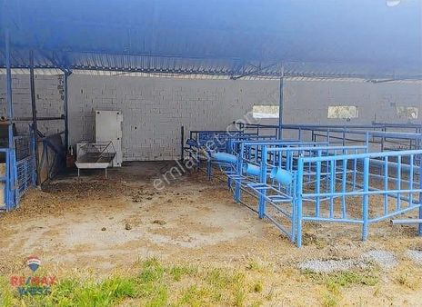 Aydın Germencik'te Satılık Çiftlik