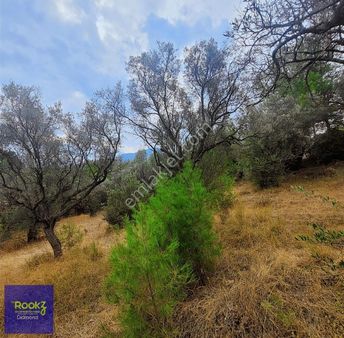 Kemalpaşa Yukarıkızılca 'da Satılık Zeytinlik