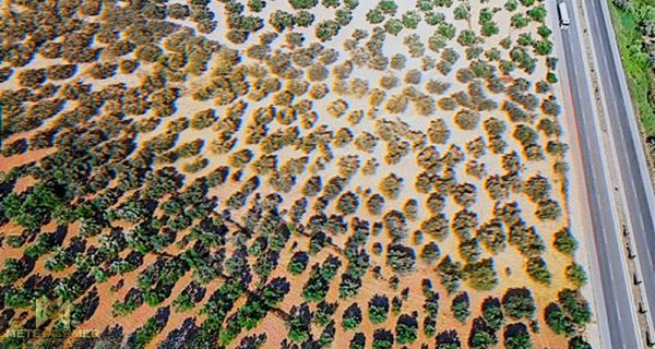 Balıkesir Ayvalıkta Harika Yatırım 17.000 M² Müstakil Zeytinlik