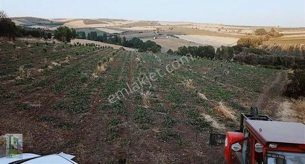 Şahlan Emlaktan Satılık Zeytinlik