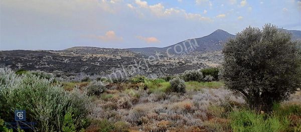 Satılık Zeytin Ağaçlı Tarla Bozköy Mahallesi / Karaburun