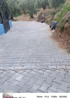 Bursa Orhangazı De Acil Satılık Zeytinlık