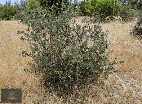 Denizova Mahallesinde Müstakil Ev