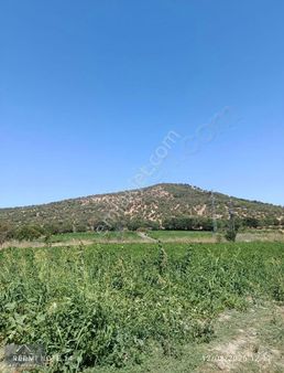 Vizyon Gayrimenkulden Yunusemre Türkmen Köyün,de Satılık Tarla