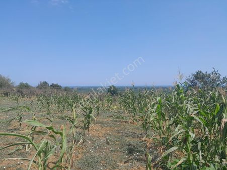 Taşlı Gecıt Satılılk Bahce Ve Tarla
