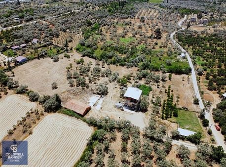 Kemalpaşa Vişneli Satılık Çiftlik