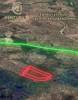 Gemlik Umurbey'de 5.373 M2 Yatırımlık Verimli Zeytinlik
