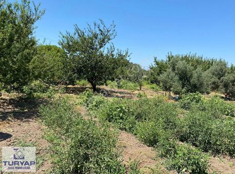 Turyap'tan Foça Hacıveli'de 3 Tarafı Yol Cepheli Tarla Ve Ev